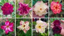 Tipos de Rosas do Deserto: Um Guia Completo