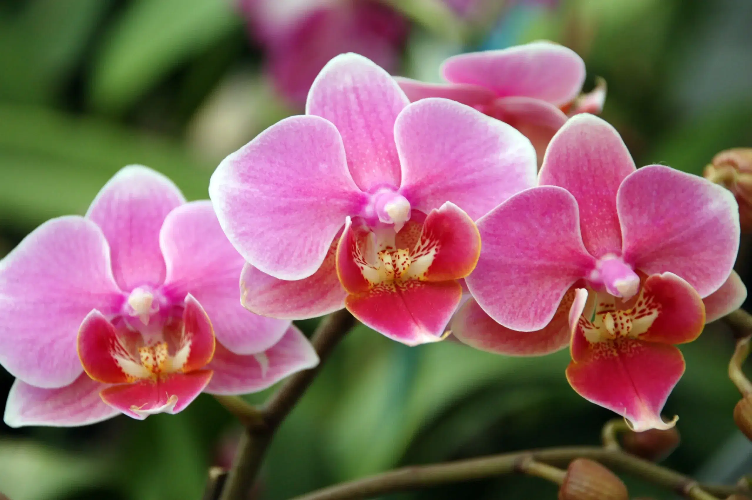 Como Montar um Jardim das Orquídeas em Casa: Passo a Passo