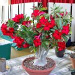 5 Dicas para o Cultivo de Rosas do Deserto em Casa