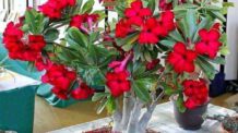 5 Dicas para o Cultivo de Rosas do Deserto em Casa