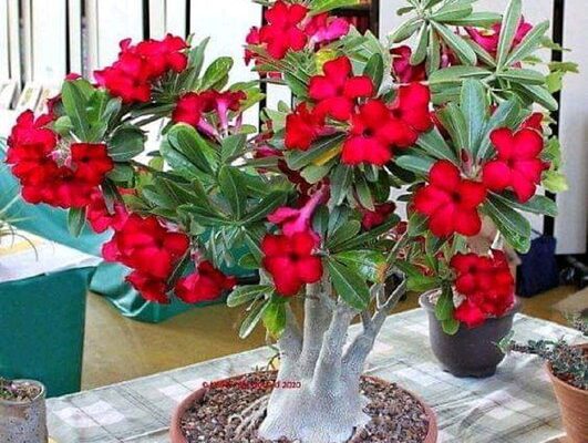 5 Dicas para o Cultivo de Rosas do Deserto em Casa