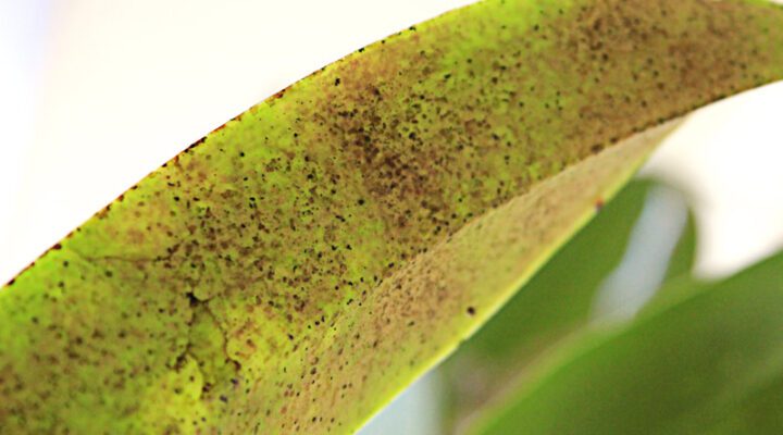 As melhores dicas para eliminar pragas em Rosas do Deserto