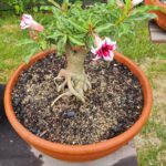 Como Fazer Muda de Rosa do Deserto