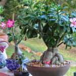 Como Podar Rosa do Deserto