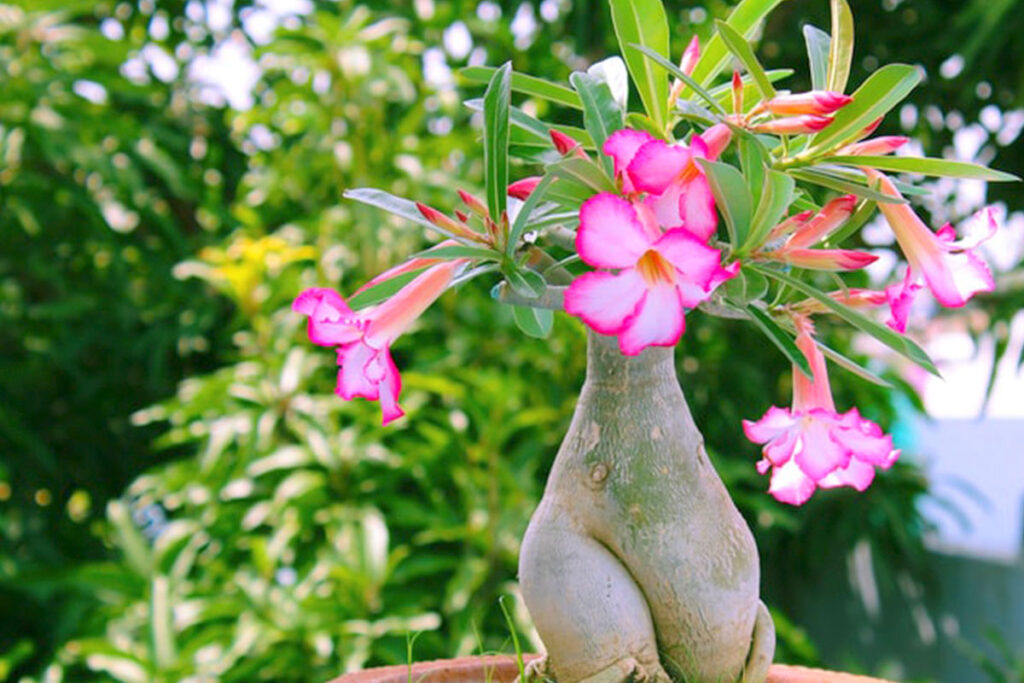 Os Maiores Erros no Cultivo de Rosas do Deserto