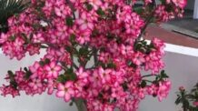 10 Curiosidades sobre Rosas do Deserto que você não sabia