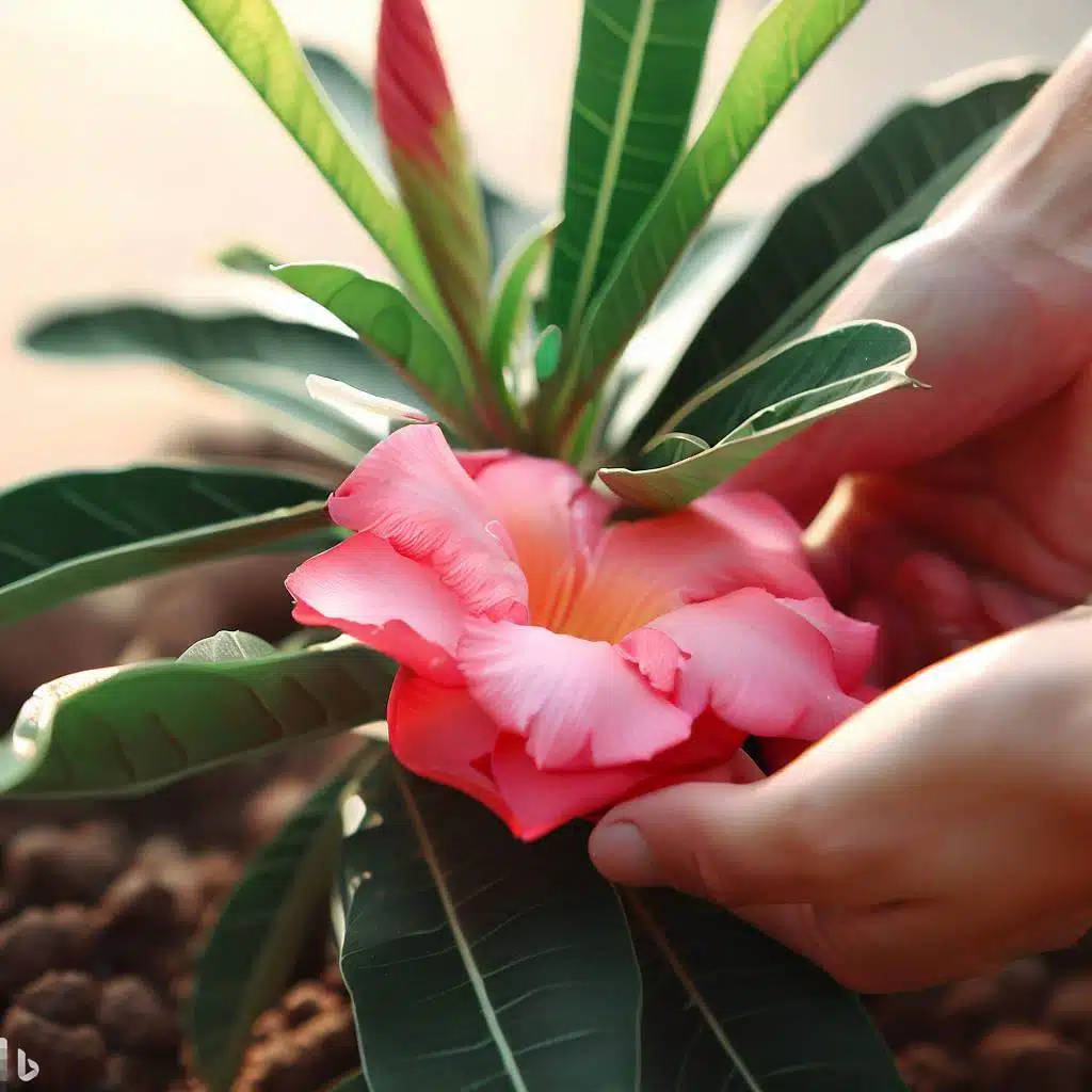 7 Dicas para Manter Suas Rosas do Deserto Saudáveis,