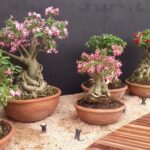 A Importância da Luz para as Rosas do Deserto