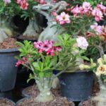 As 5 cores mais populares de rosas do deserto