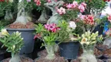 As 5 cores mais populares de rosas do deserto – Guia de cuidados e plantio
