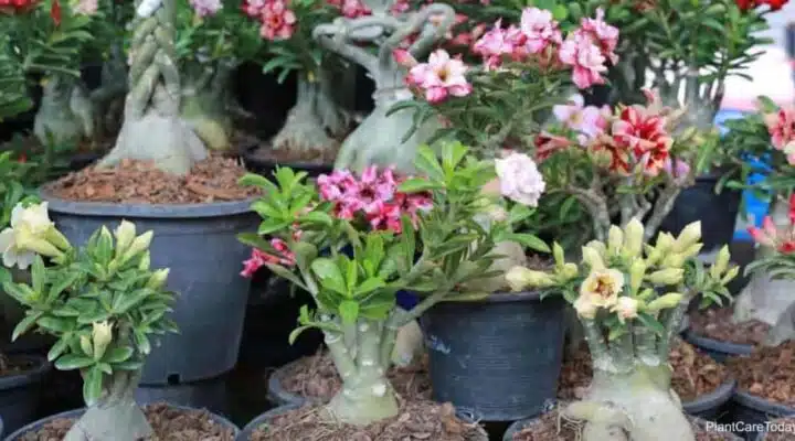 As 5 cores mais populares de rosas do deserto – Guia de cuidados e plantio