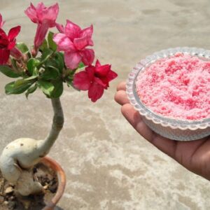 As melhores formas de adubar rosas do deserto