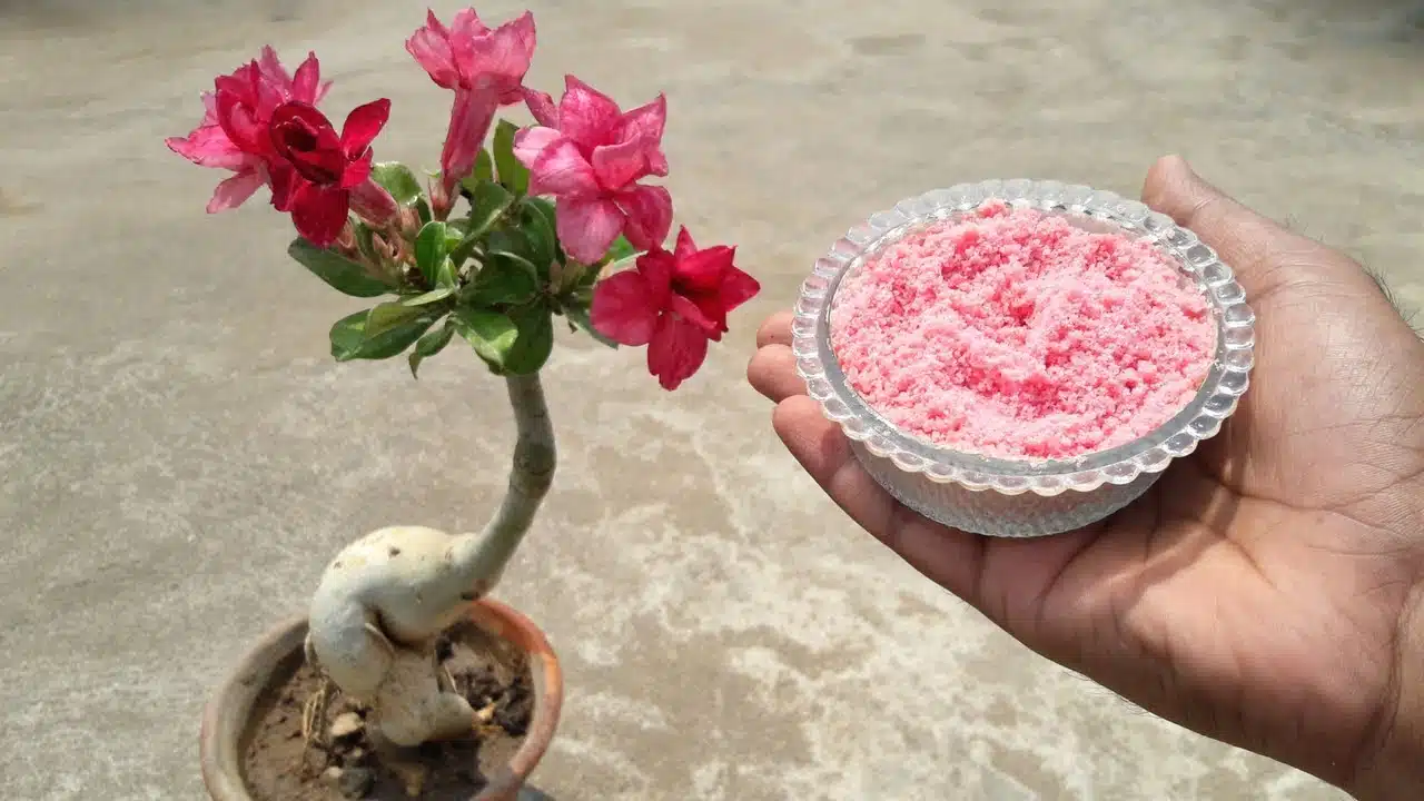 As melhores formas de adubar rosas do deserto