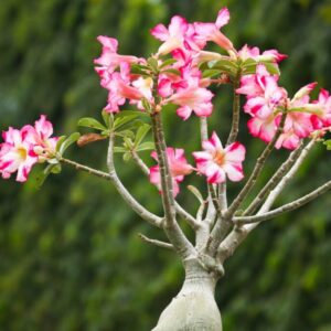 Como Prevenir a Queda de Folhas em Rosas do Deserto