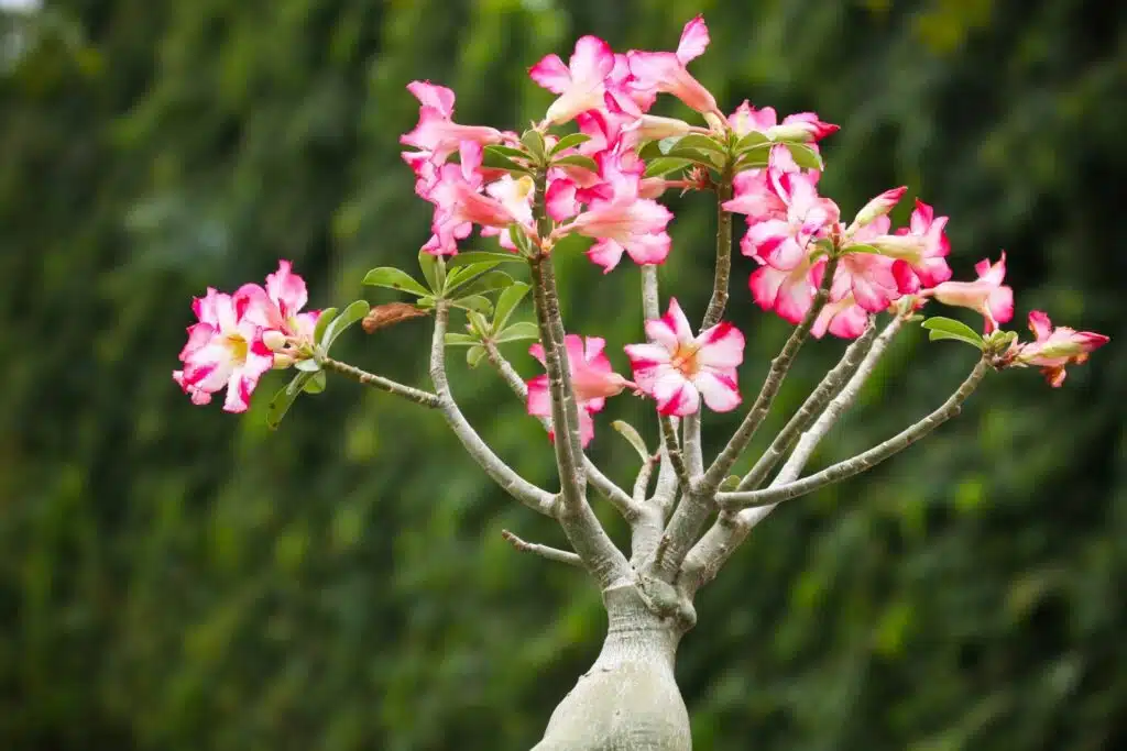 Como Prevenir a Queda de Folhas em Rosas do Deserto