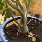 Como controlar pragas e doenças em suas rosas do deserto