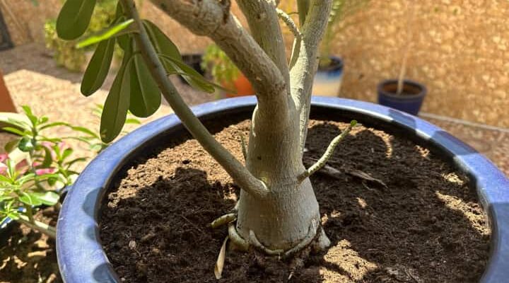 Como controlar pragas e doenças em suas rosas do deserto