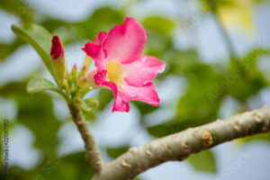 Galhos Mortos ou Secos Rosas do Deserto