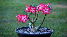 O que fazer com as Flores murchas nas Rosas do Deserto