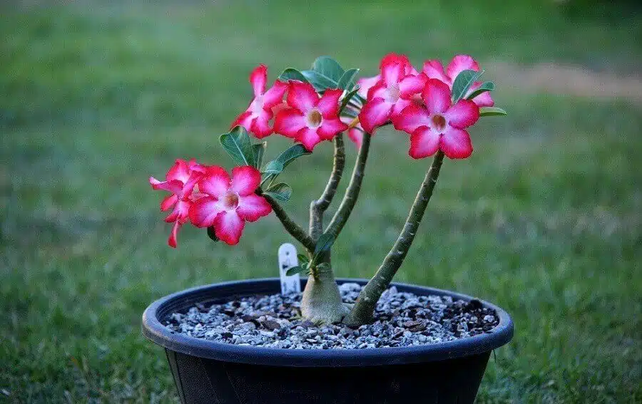 O que fazer com as Flores murchas nas Rosas do Deserto