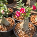 Os Benefícios das Rosas do Deserto em Casa