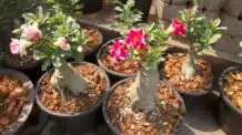 Os Benefícios das Rosas do Deserto em Casa