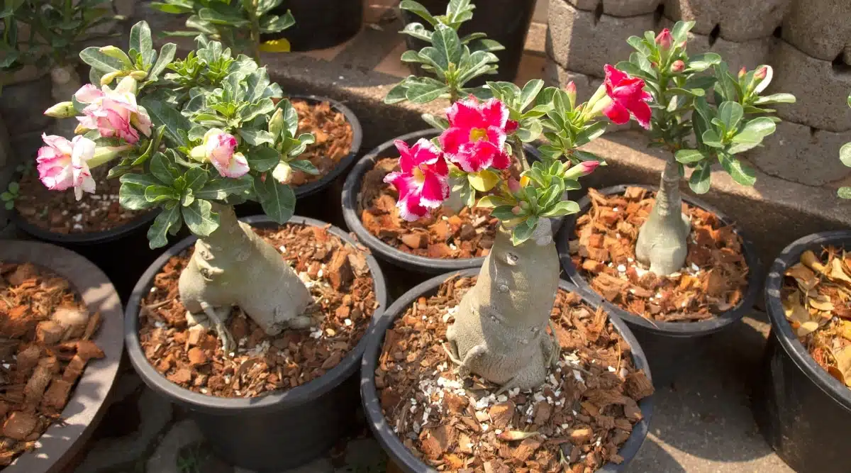 Os Benefícios das Rosas do Deserto em Casa