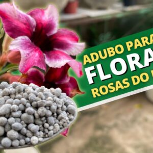Os 4 Melhores Adubos para Rosas do Deserto