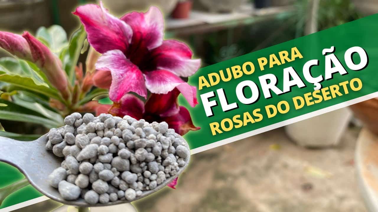 Os Melhores Adubos para Rosas do Deserto