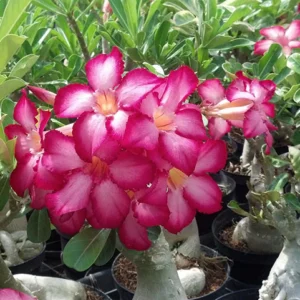 Os mitos e verdades sobre as rosas do deserto
