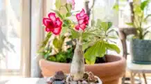 5 Cuidados com as rosas do deserto no verão: Dicas para mantê-las bonitas