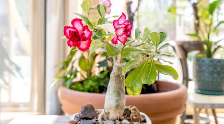 5 Cuidados com as rosas do deserto no verão: Dicas para mantê-las bonitas