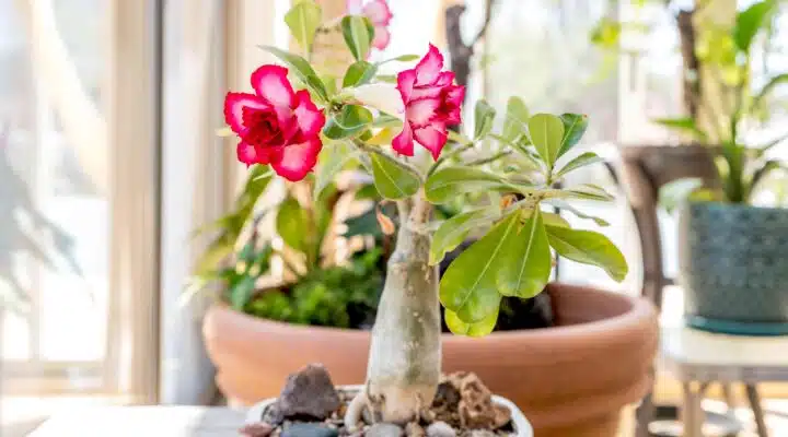 5 Cuidados com as rosas do deserto no verão: Dicas para mantê-las bonitas