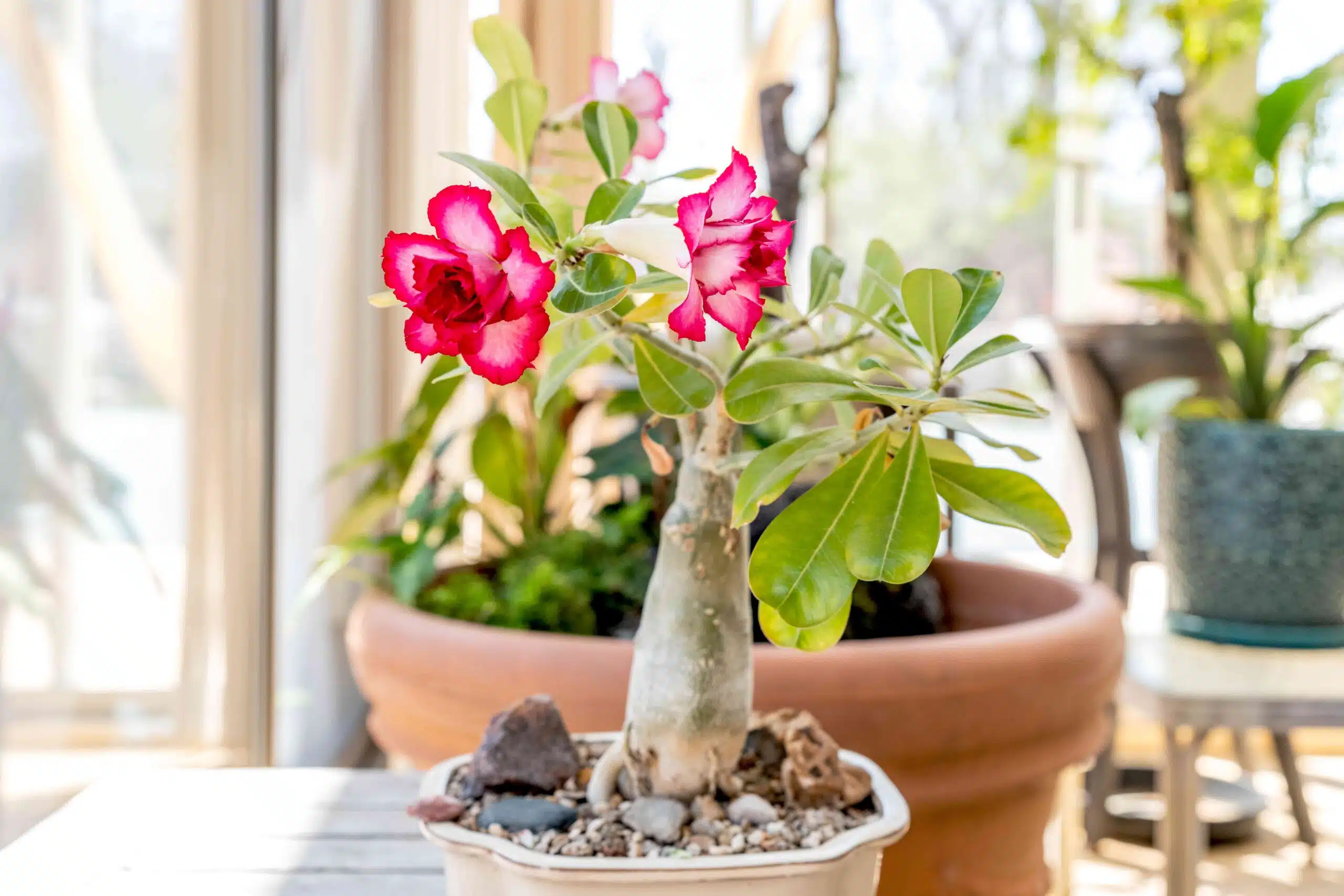 Cuidados com as rosas do deserto no verão