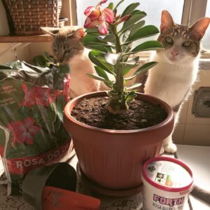 5 Formas Criativas de Utilizar Rosas do Deserto na Decoração