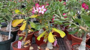 Rosas do Deserto com folhas amarelas e caindo - Como resolver
