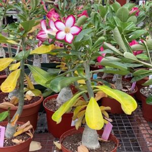 Rosas do Deserto com folhas amarelas e caindo – Como resolver