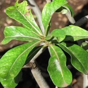 Identificando Doenças Comuns em Rosas do Deserto