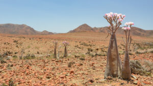 Temperatura Baixa NA ROSA DO DESERTO