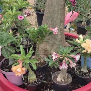 5 Truques para Estimular a Floração das Rosas do Deserto