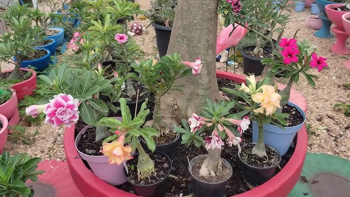 5 Truques para Estimular a Floração das Rosas do Deserto