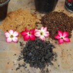 7 Coisas que Você Precisa Saber sobre o Solo para Rosas do Deserto