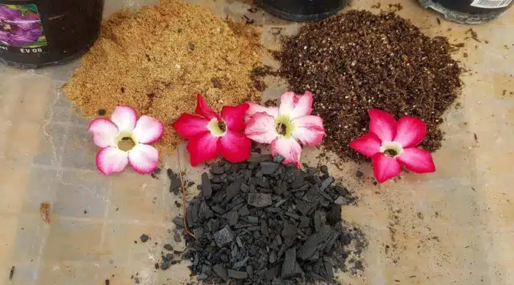 7 Coisas que Você Precisa Saber sobre o Solo para Rosas do Deserto