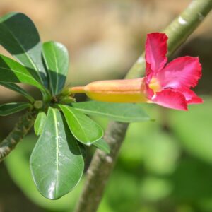 7 Dicas Infalíveis para o Cultivo de Rosas do Deserto