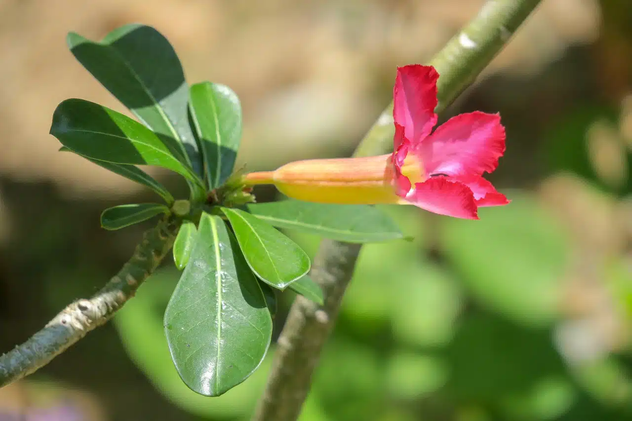 7 Dicas Infalíveis para o Cultivo de Rosas do Deserto