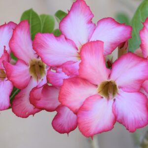 7 Erros Comuns ao Cuidar de Rosas do Deserto