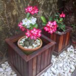 7 Ideias Criativas de Decoração com Rosas do Deserto