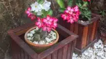 7 Ideias Criativas de Decoração com Rosas do Deserto