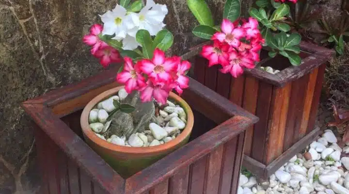 7 Ideias Criativas de Decoração com Rosas do Deserto