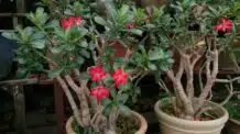 Como Cuidar de Rosa do Deserto no Vaso